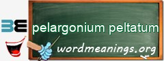 WordMeaning blackboard for pelargonium peltatum